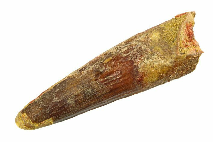 Fossil Spinosaurus Tooth - Real Dinosaur Tooth #351550